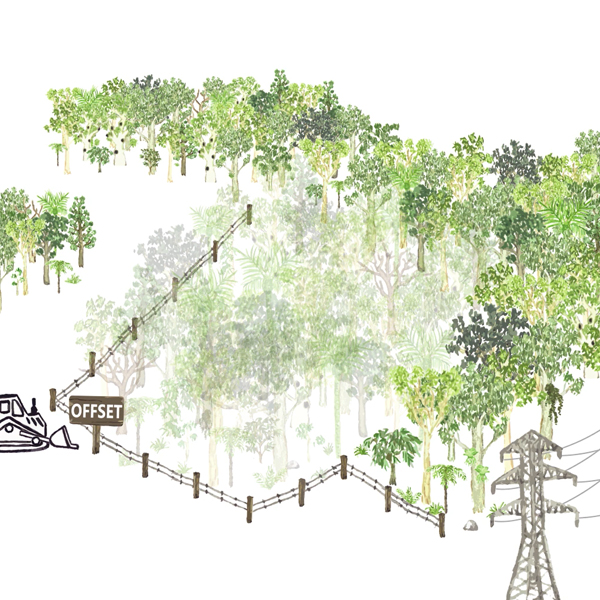 Biodiversity video scene of forest